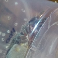 T004U Angle 1 (Brachypelma Albopilosum)