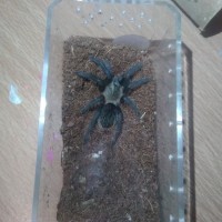 Post molt brachypelma albopilosum