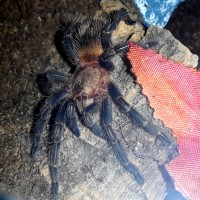 Homoeomma sp. blue peru