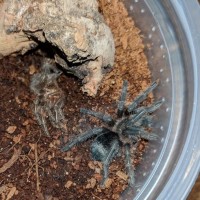G. pulchra - Just molted a day ago