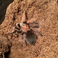 Aphonopelma Chalcodes