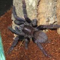 Lampropelma sp. 'Borneo black'