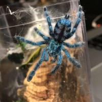 0.0.1 C. versicolor