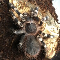 0.0.1 A. geniculata