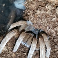 Selenotypus sp. Plumebo + Apology/Clarification