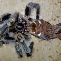 Grammostola pulchripes