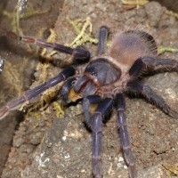 Pterinopelma sazamai