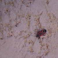 Milkweed bug