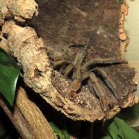 The Tree Stand (♀ Psalmopoeus cambridgei 5")