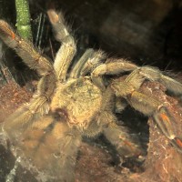 Eruption (♀ Psalmopoeus cambridgei 5")