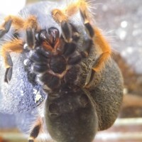 Brachypelma boehmei ventral