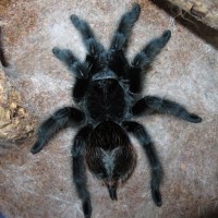 Grammostola actaeon, AF