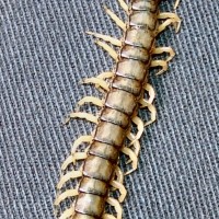 Centipede