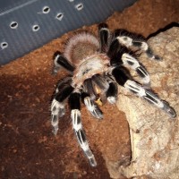 N.chromatus