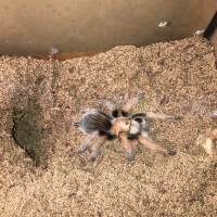 Aphonopelma Chalcodes