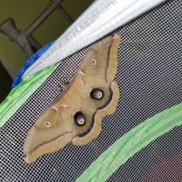 Polyphemus Moth