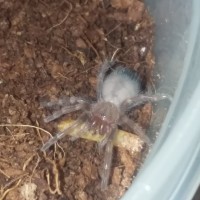 B.Hamorii/Smithi Sling