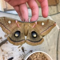 Female Polyphemus