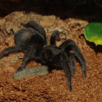 G. pulchra