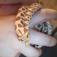 Female Western Hognose Het. Albino