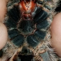 Grammostola pulchripes ventral