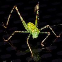 Lesser Angle Winged Katydid nymph, Microcentrum retinerve