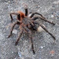 Theraphosinae spp. “Woolly Sunkist Orange” Wild Caught - Possible Thrixopelma