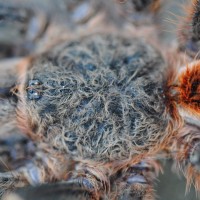 Theraphosinae spp. “Woolly Sunkist Orange” Wild Caught - Possible Thrixopelma