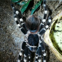 Tarantula Yoga #2