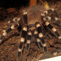 Pre-Molt Blues (♂ Acanthoscurria geniculata 3")