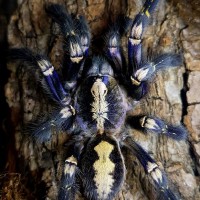 Poecilotheria metallica