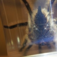 Brachypelma albopilosum: Ventral (2/3)