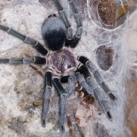 Phormictopus sp green