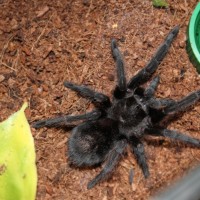 G. Pulchra May 23 2018