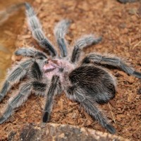 G.porteri Male May 23 2018