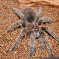 Grammostola Northern Sp.