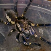 Poecilotheria metallica