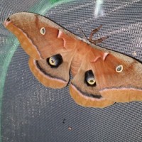 Another Polyphemus