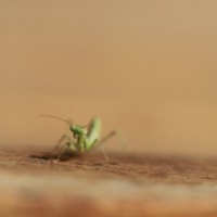 Tiny Mantis 7