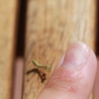 Tiny Mantis 8 (Finger For Scale)