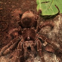 Theraphosa Stirmi