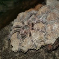 Freshly molted tripepii