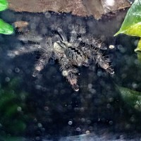 Shy poecilotheria