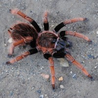 Sericopelma sp. “Santa Catalina” - Female