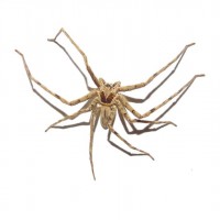 Huntsman Spider ID Request