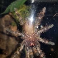 P. Regalis