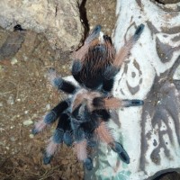 Brachypelma emilia