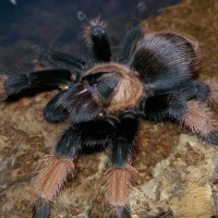 Brachypelma emilia