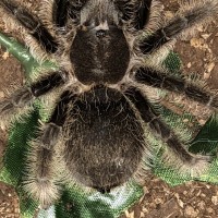 Brachypelma albopilosum