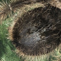 Brachypelma albopilosum